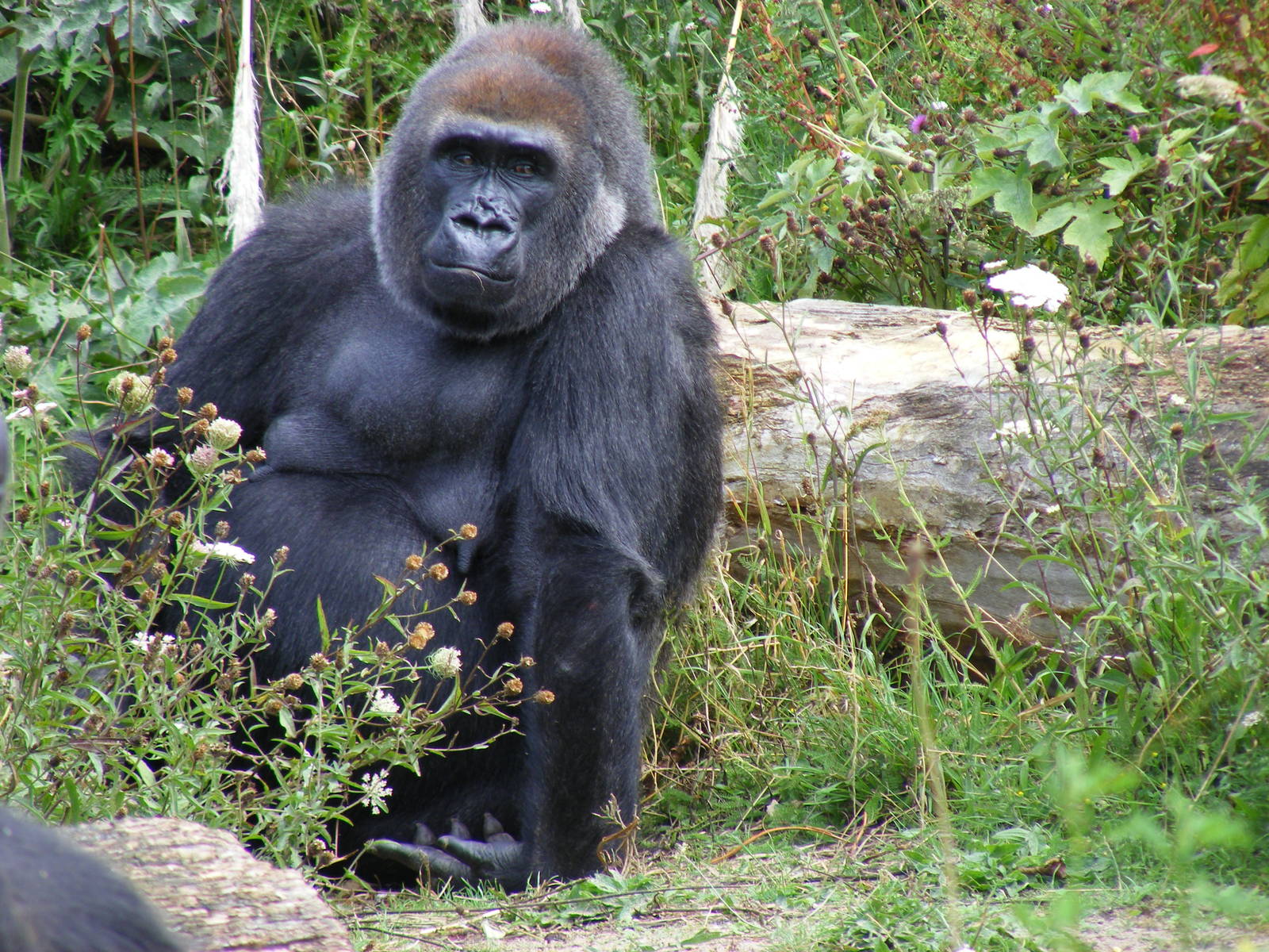 Salome the gorilla at Bristol Zoo, 1 August 2010