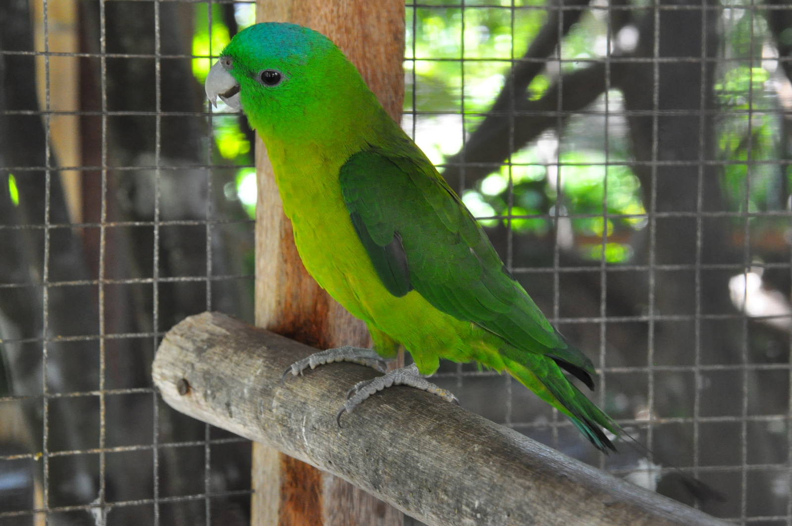 Salomonsen`s racquet-tail parrot/ Prioniturus discurus whiteheadi