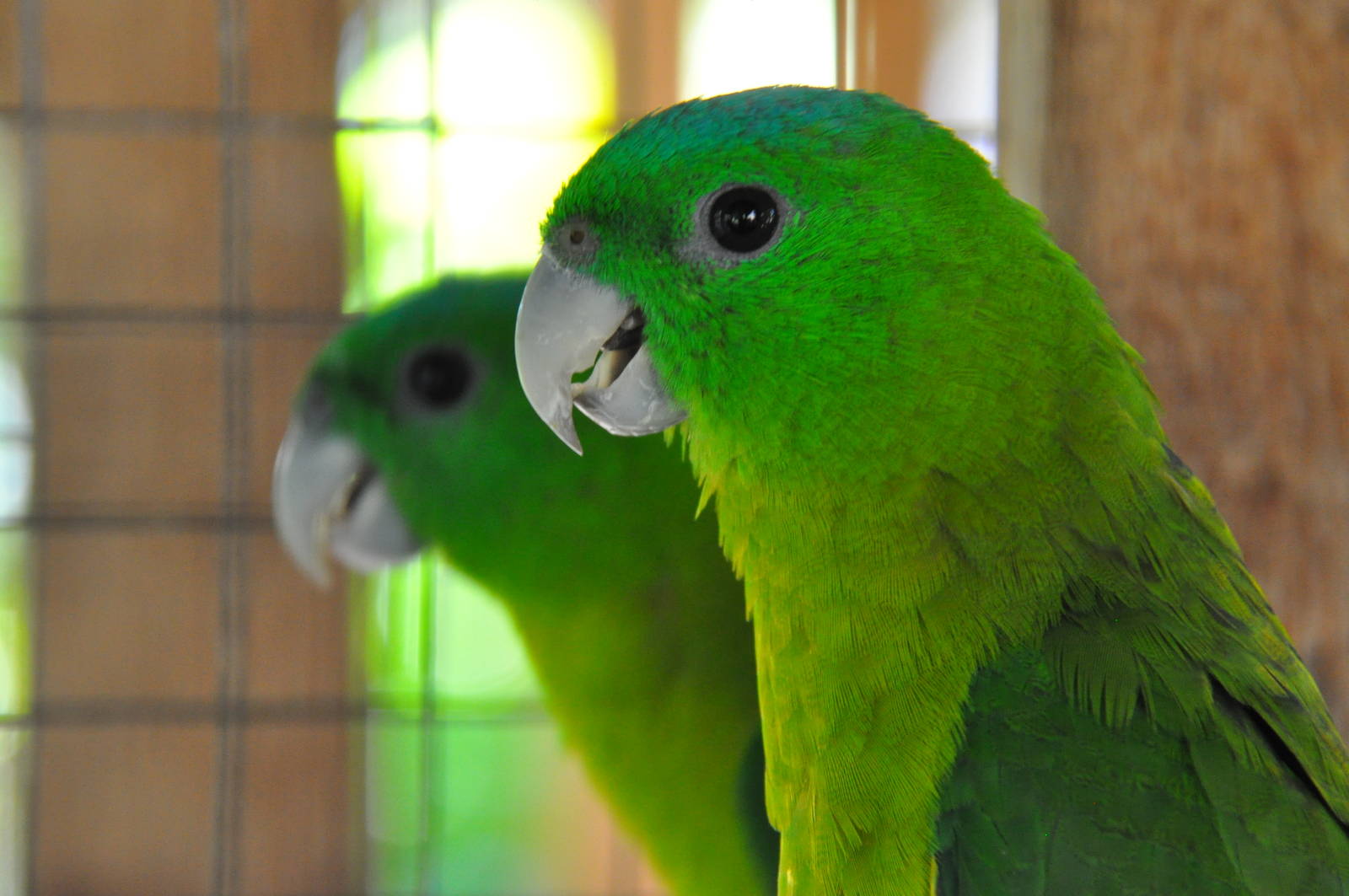 Salomonsen`s racquet-tail parrot/ Prioniturus discurus whiteheadi
