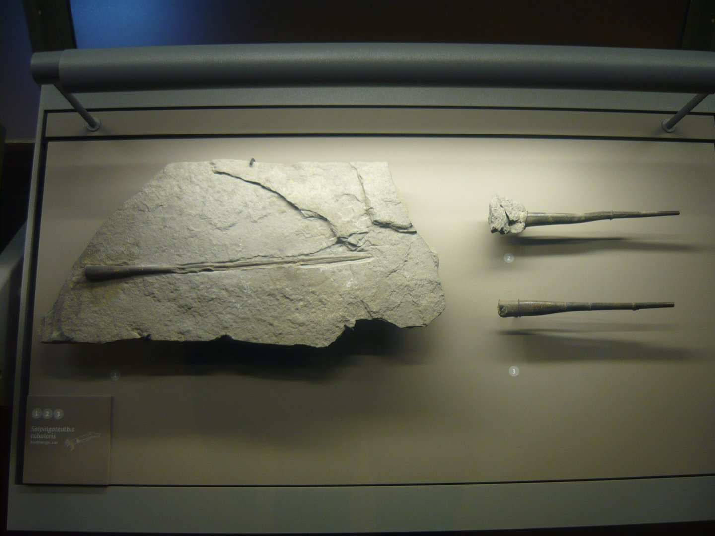 Salpingoteuthis tubularis