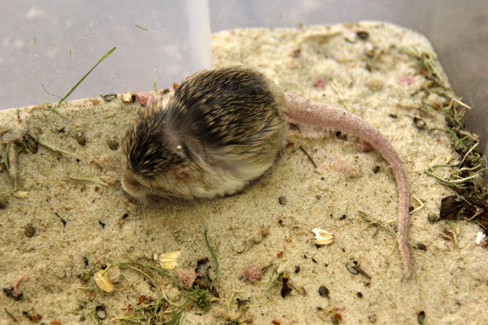 (Salpingotus crassicauda) thick-tailed pygmy jerboa