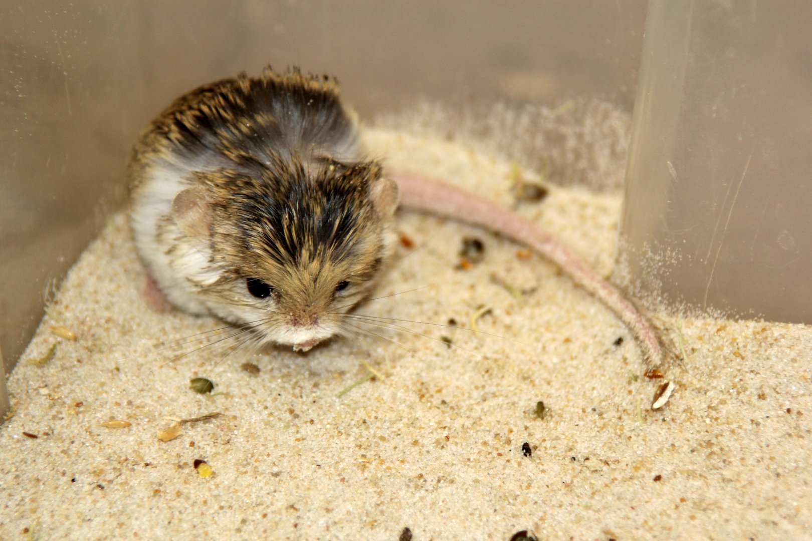 (Salpingotus crassicauda) thick-tailed pygmy jerboa