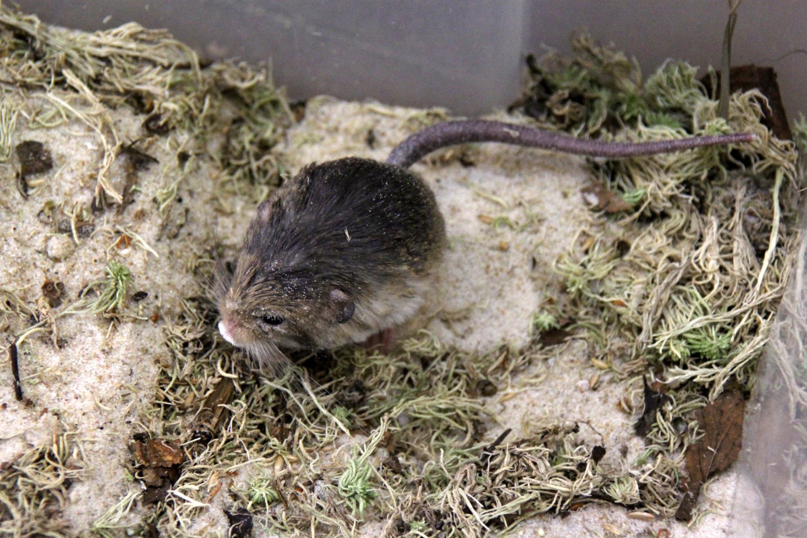 (Salpingotus kozlovi) Kozlov's pygmy jerboa