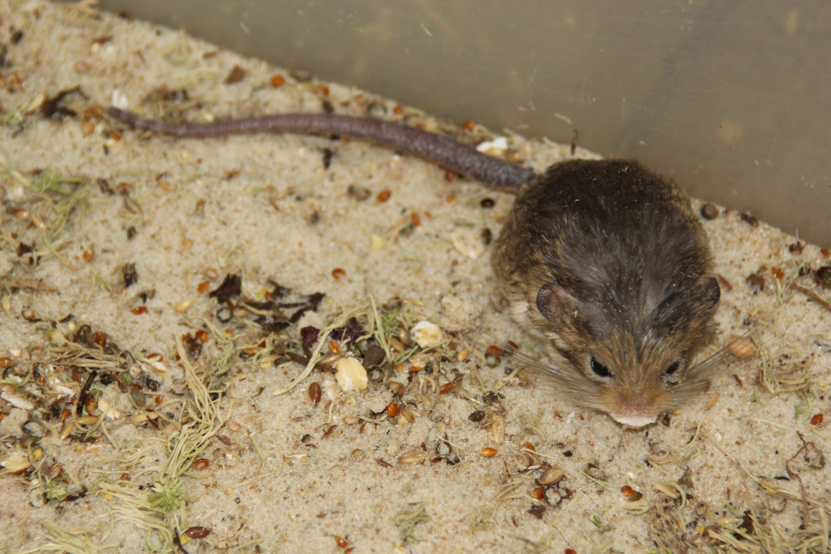 (Salpingotus kozlovi) Kozlov's pygmy jerboa