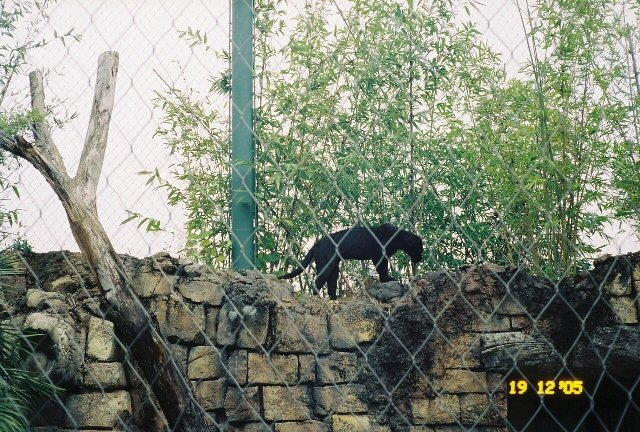 Salsa the Black Jaguar