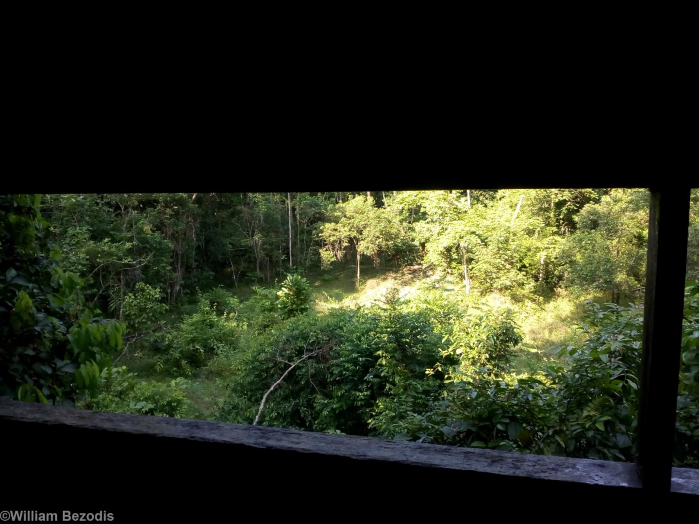 Salt Lick and Rainforest Clearing at Kumbang Hide - Taman Negara
