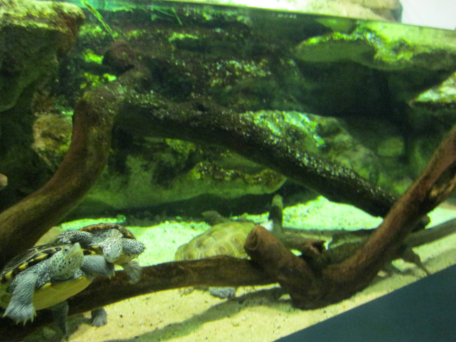 Salt Marsh- Diamondback Terrapin Exhibit