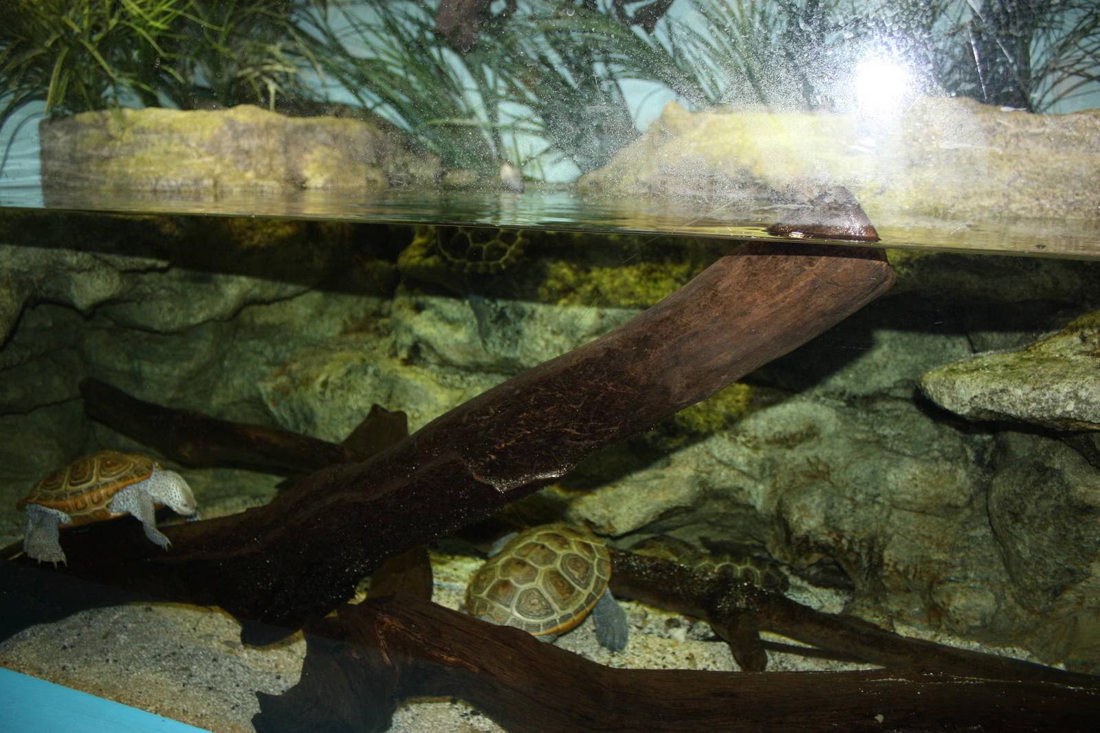 Salt Marsh- Diamondback Terrapin Exhibit