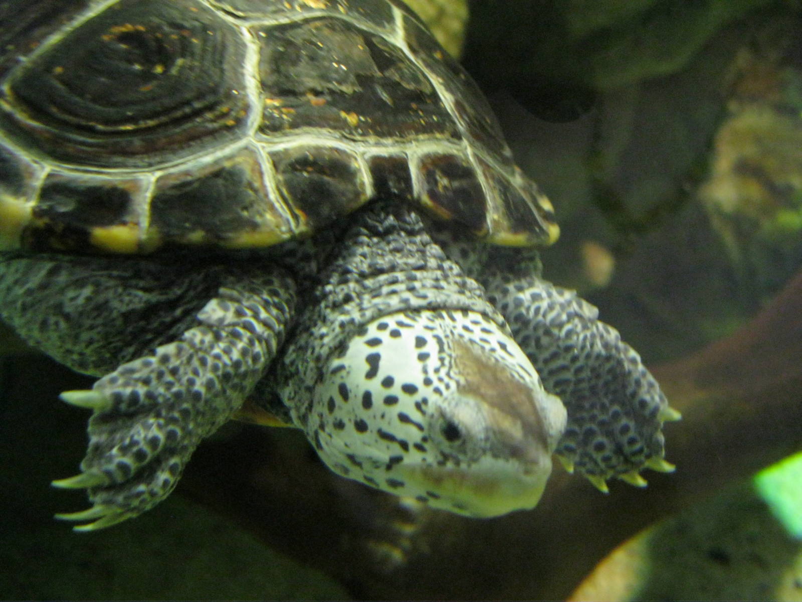 Salt Marsh- Diamondback Terrapin