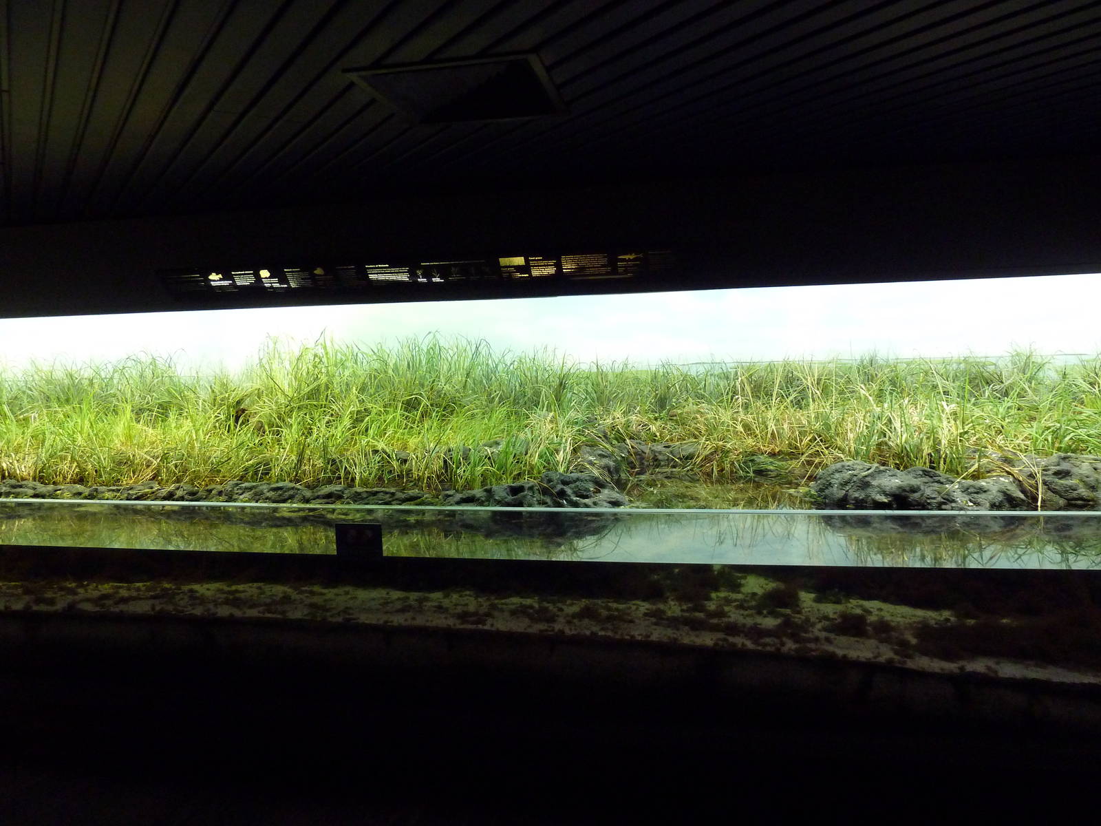 Salt Marsh Exhibit