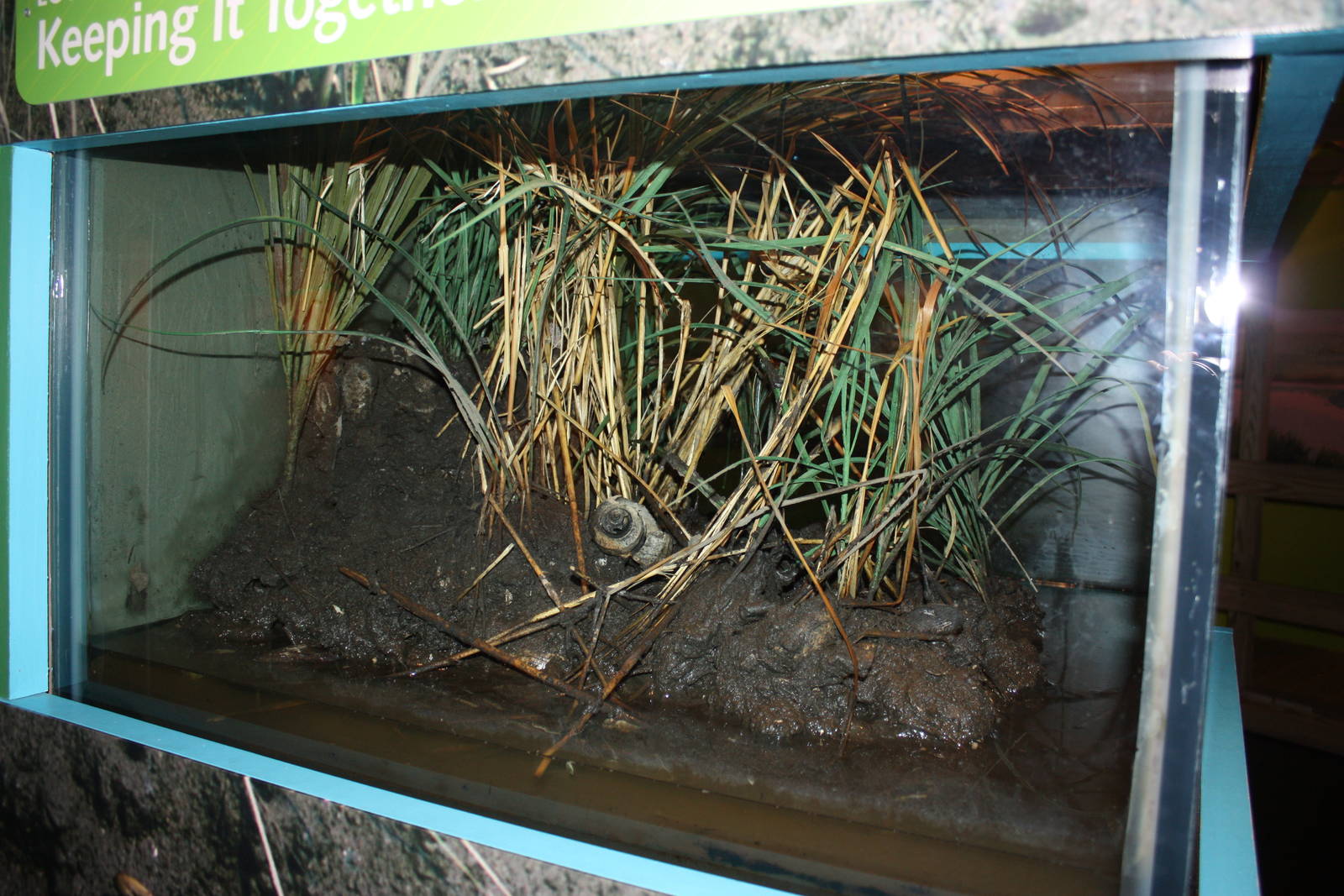 Salt Marsh- Fiddler Crab Exhibit