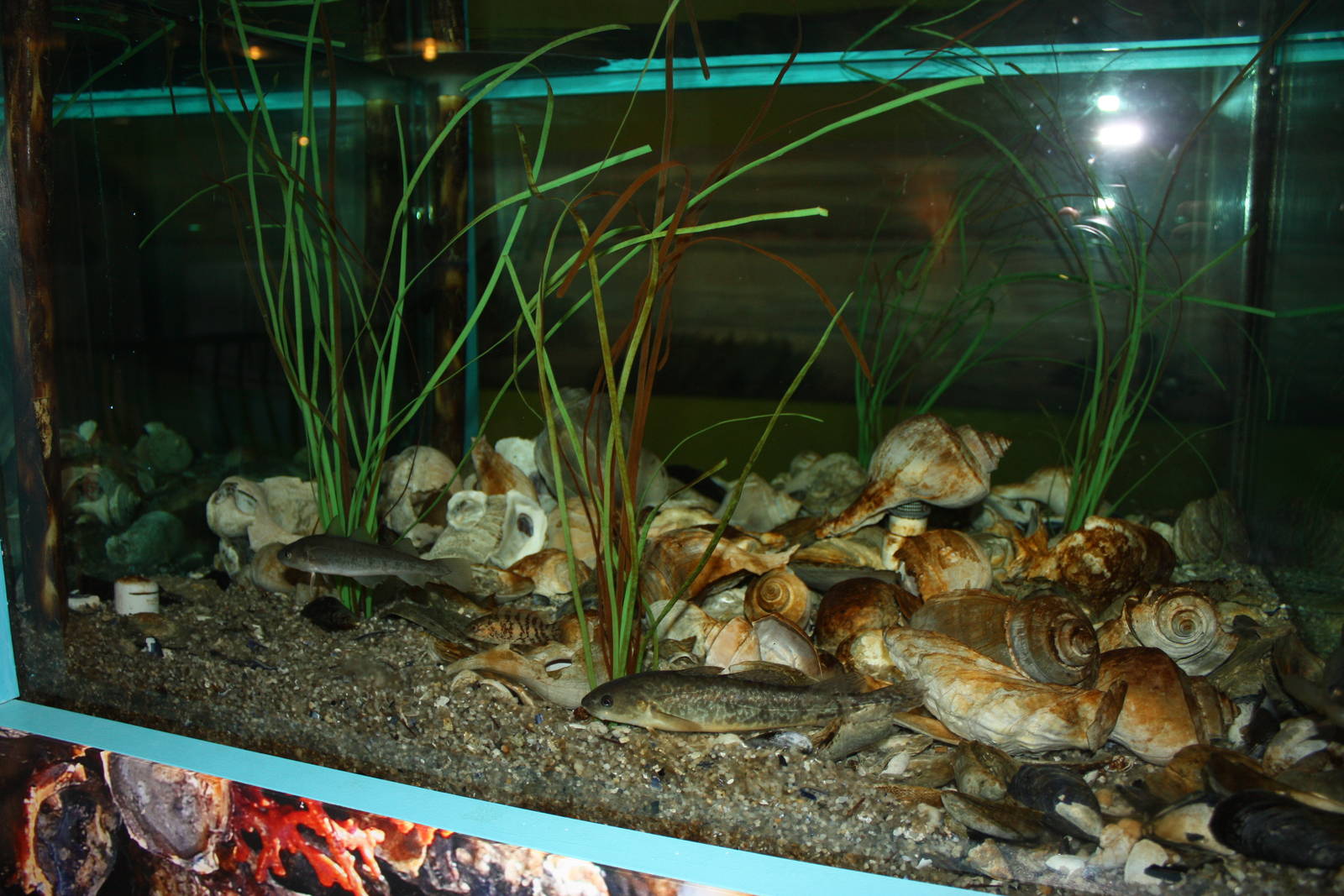 Salt Marsh- Oyster Bed Exhibit