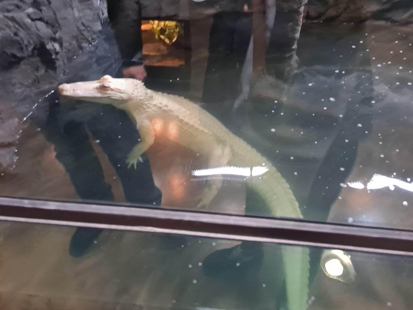 Salt the Albino American Alligator (4/19/25)