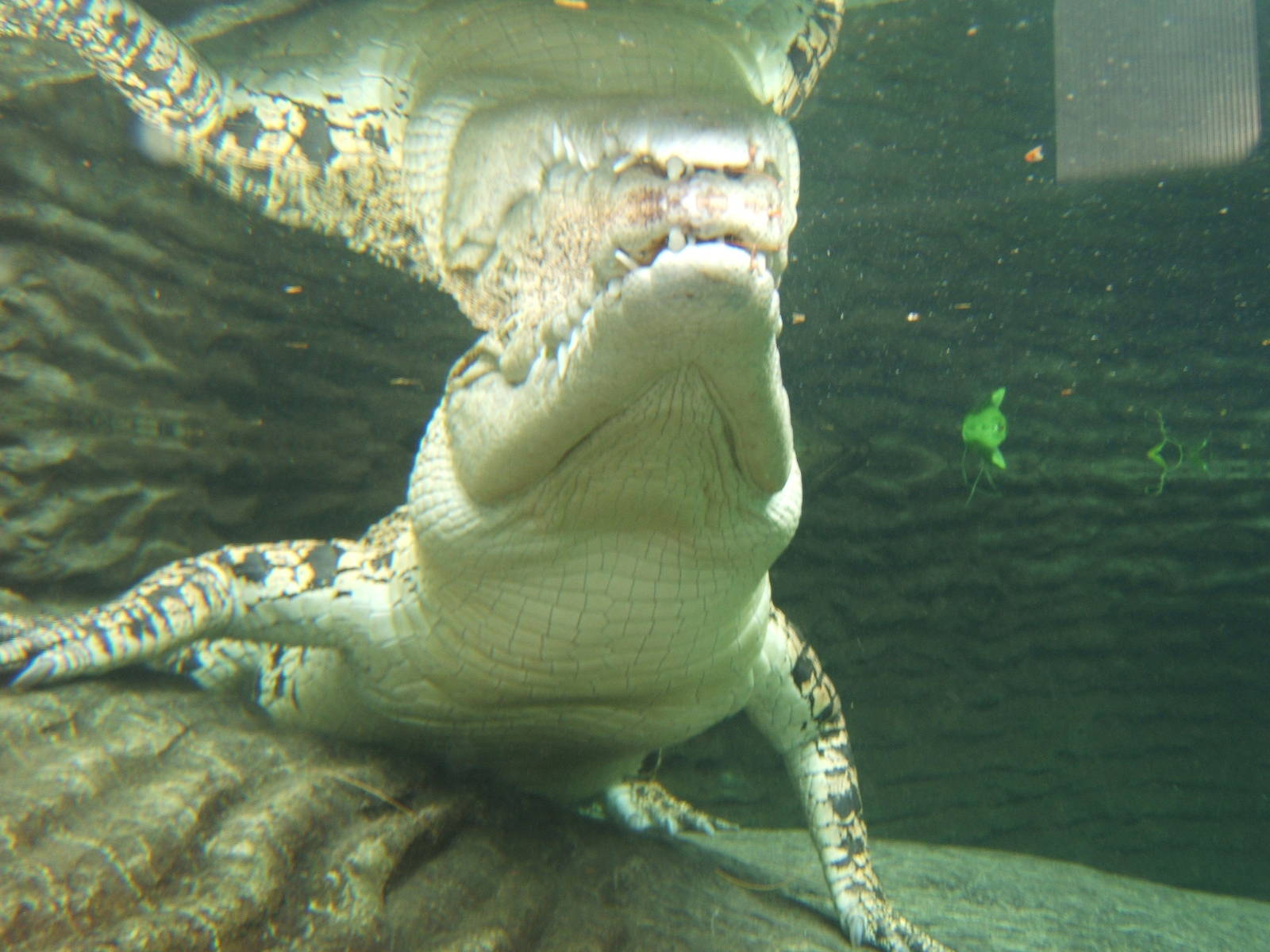 Salt water Croc viewed from under water