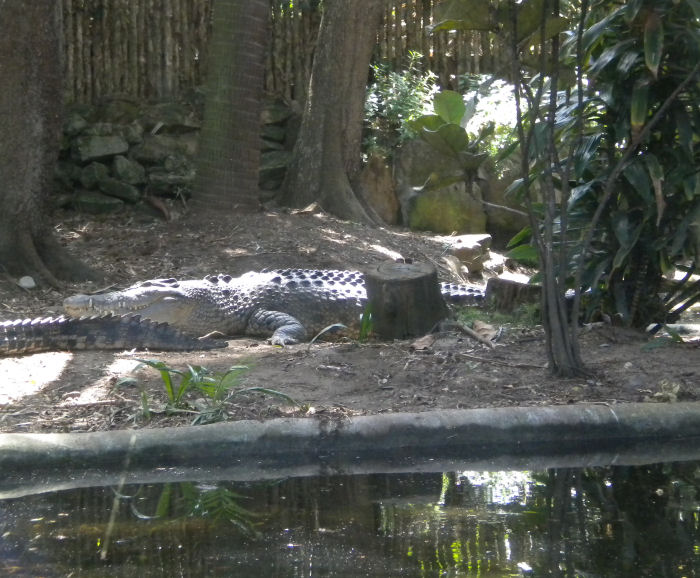 Salt water croc