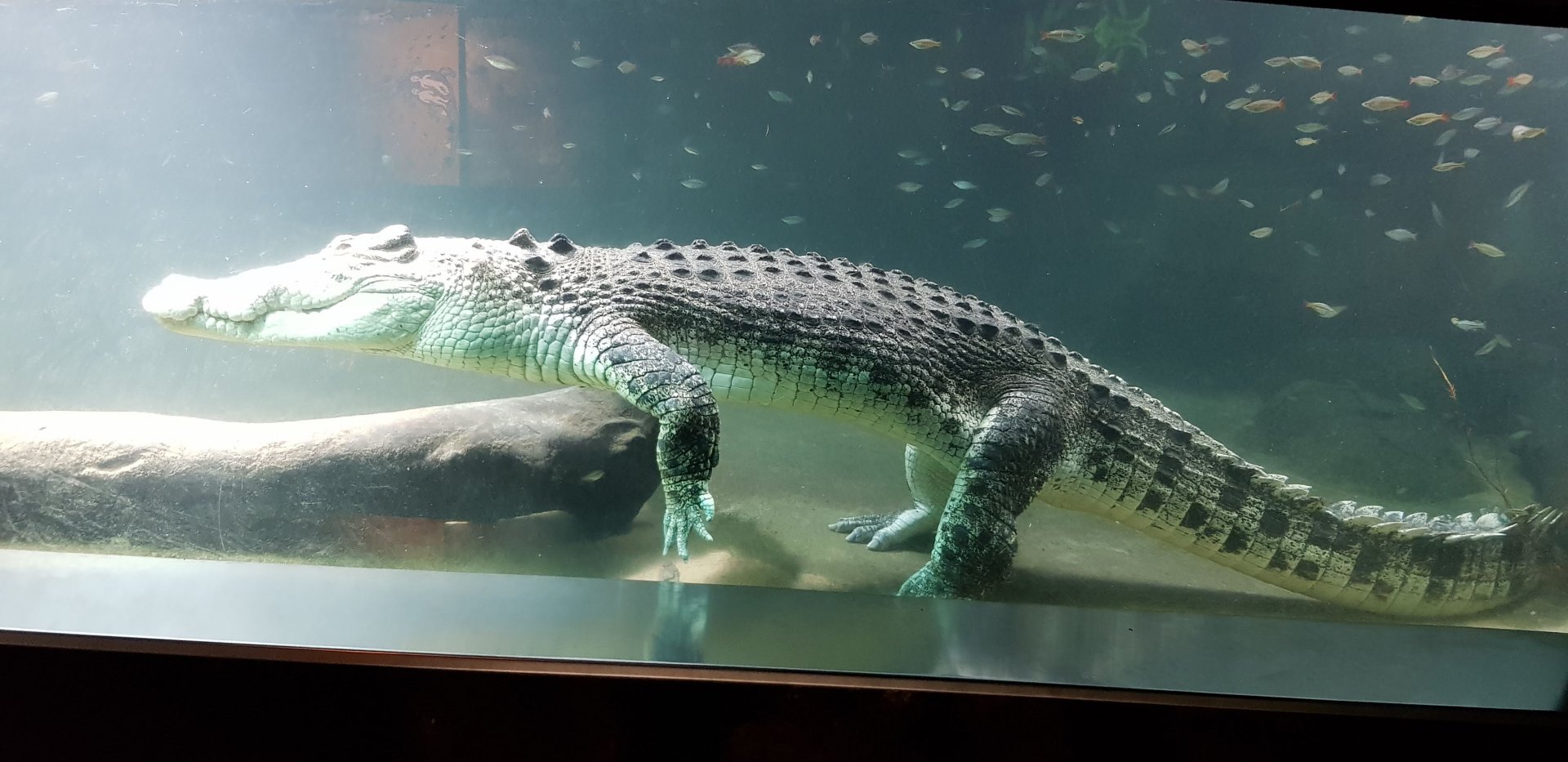 Salt water croc