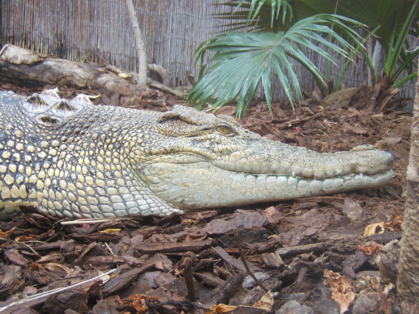 Salt-water Crocodile 30/07/2017