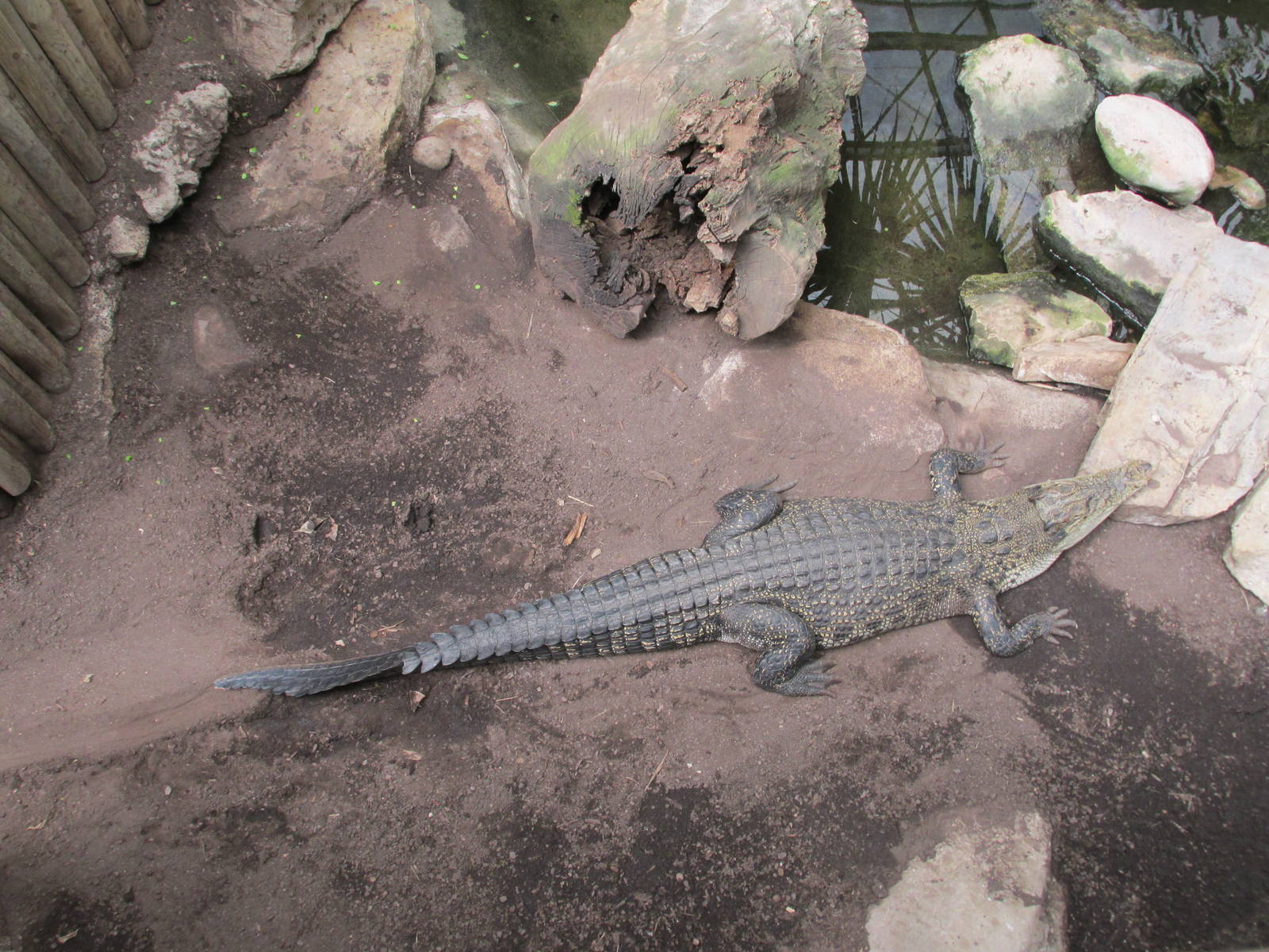 salt water crocodile barcelona zoo
