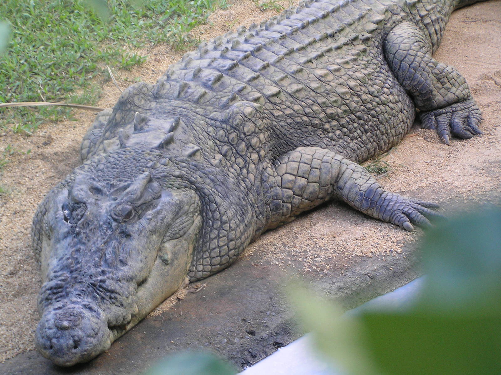 Salt water crocodile - Cairns tropical zoo 05