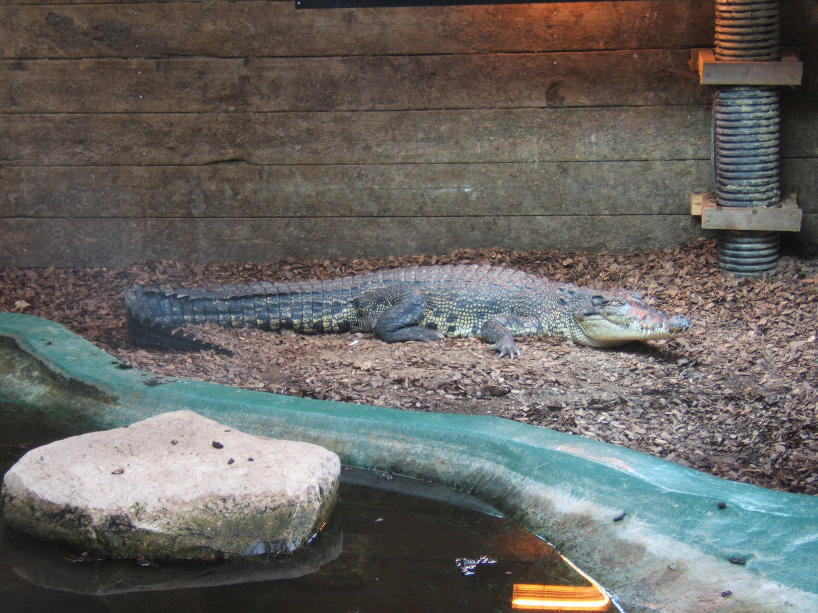 Salt Water Crocodile