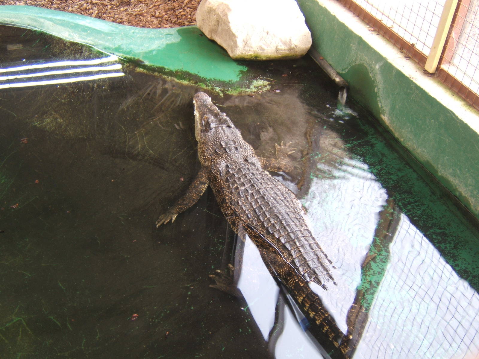 Salt Water Crocodile