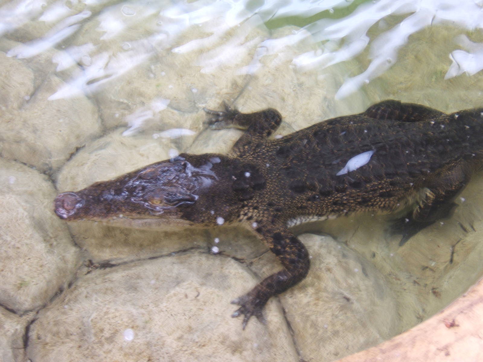 Salt Water Crocodile