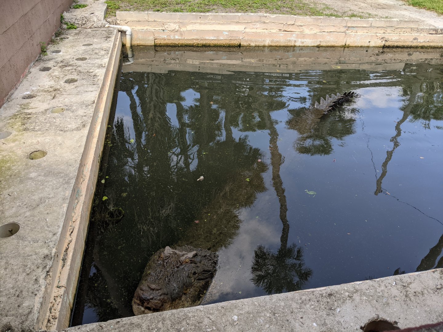 Salt Water Crocodile