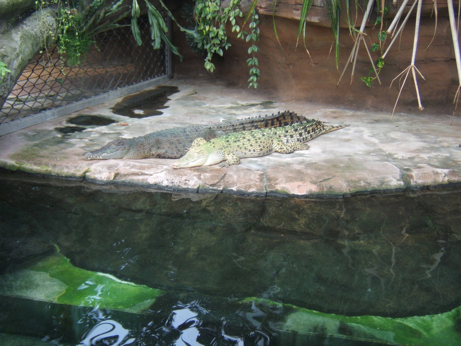 Salt Water Crocodiles
