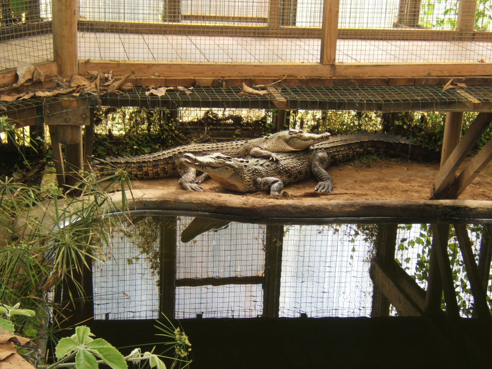 Salt Water Crocodiles
