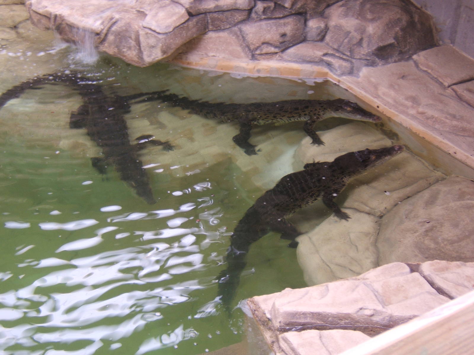 Salt Water Crocodiles