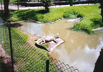 Salt water Crocs @ Australia zoo 2002