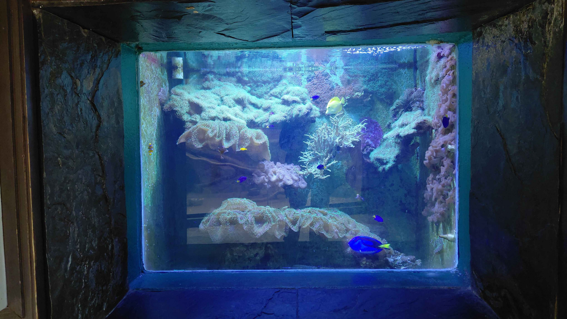 Salt water tank