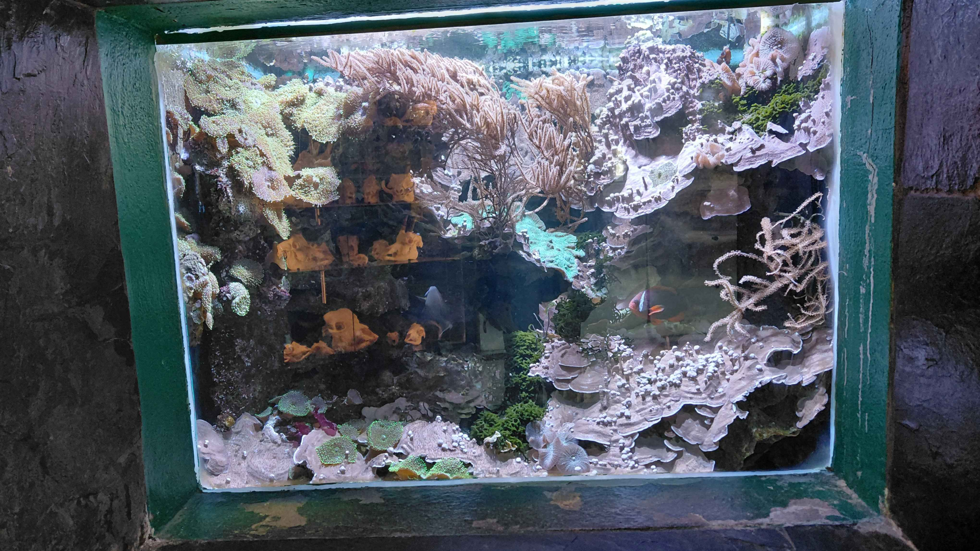 Salt water tank