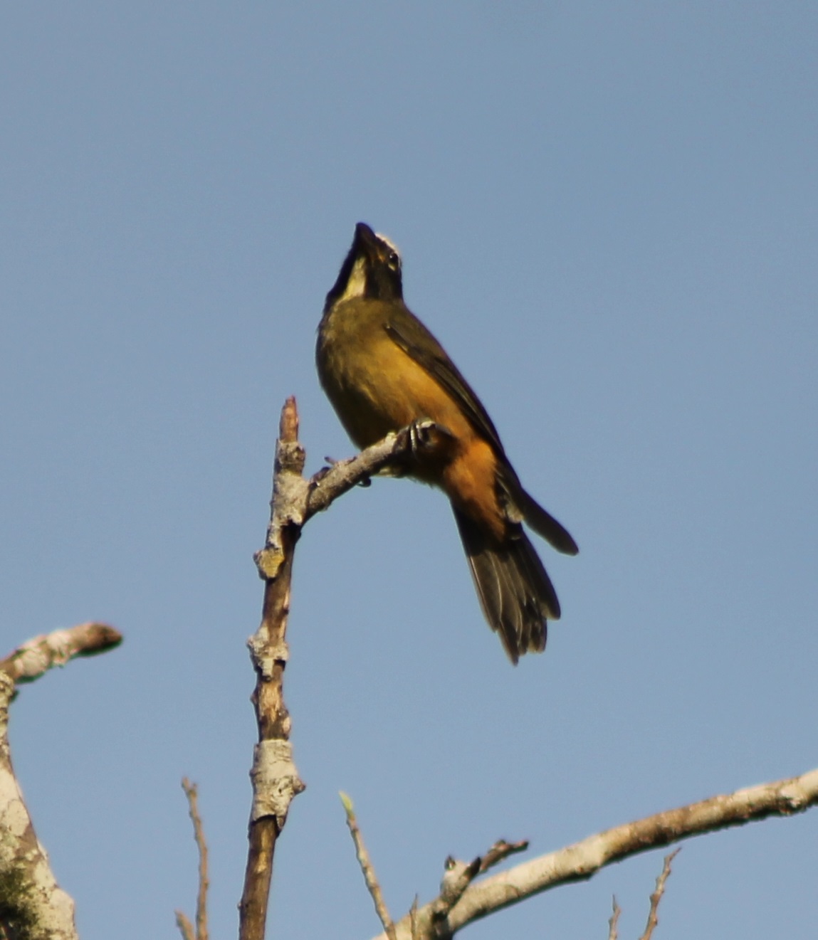 Saltator species ID