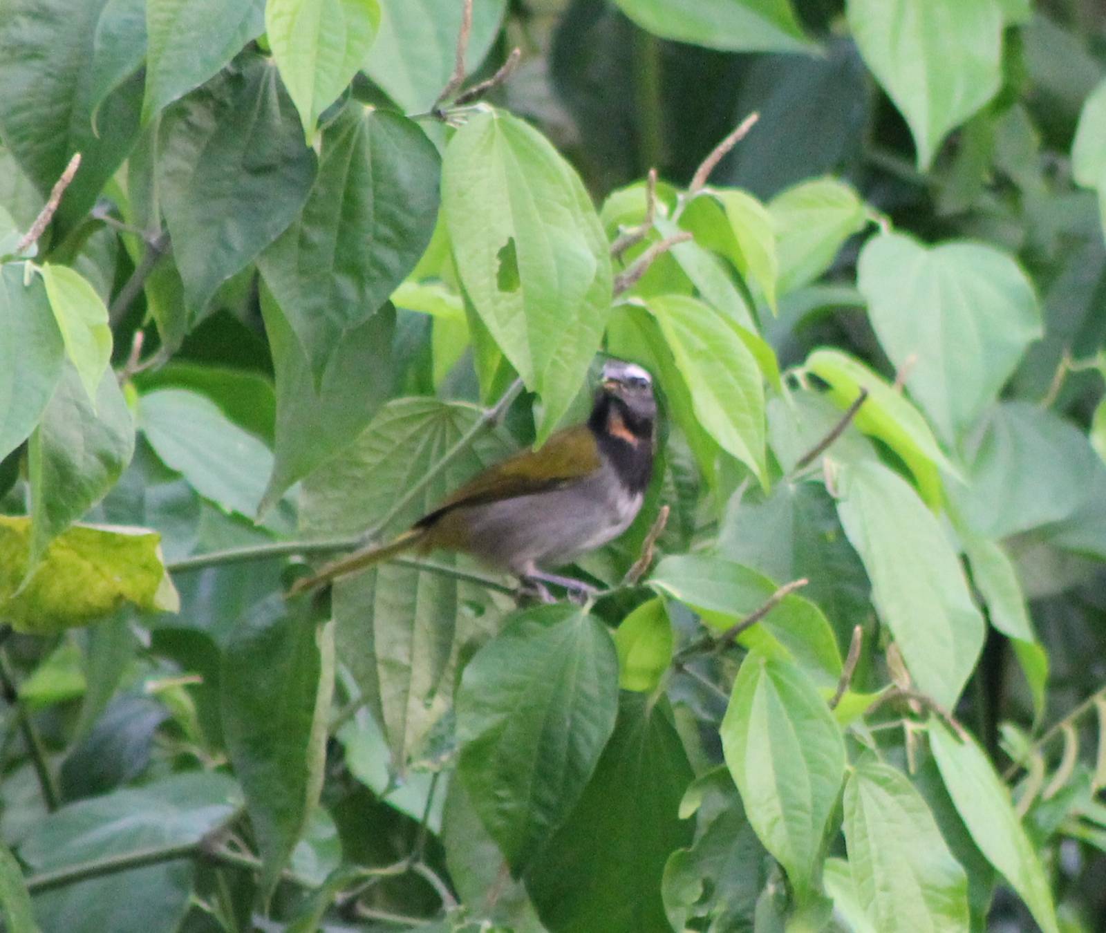 Saltator species ID