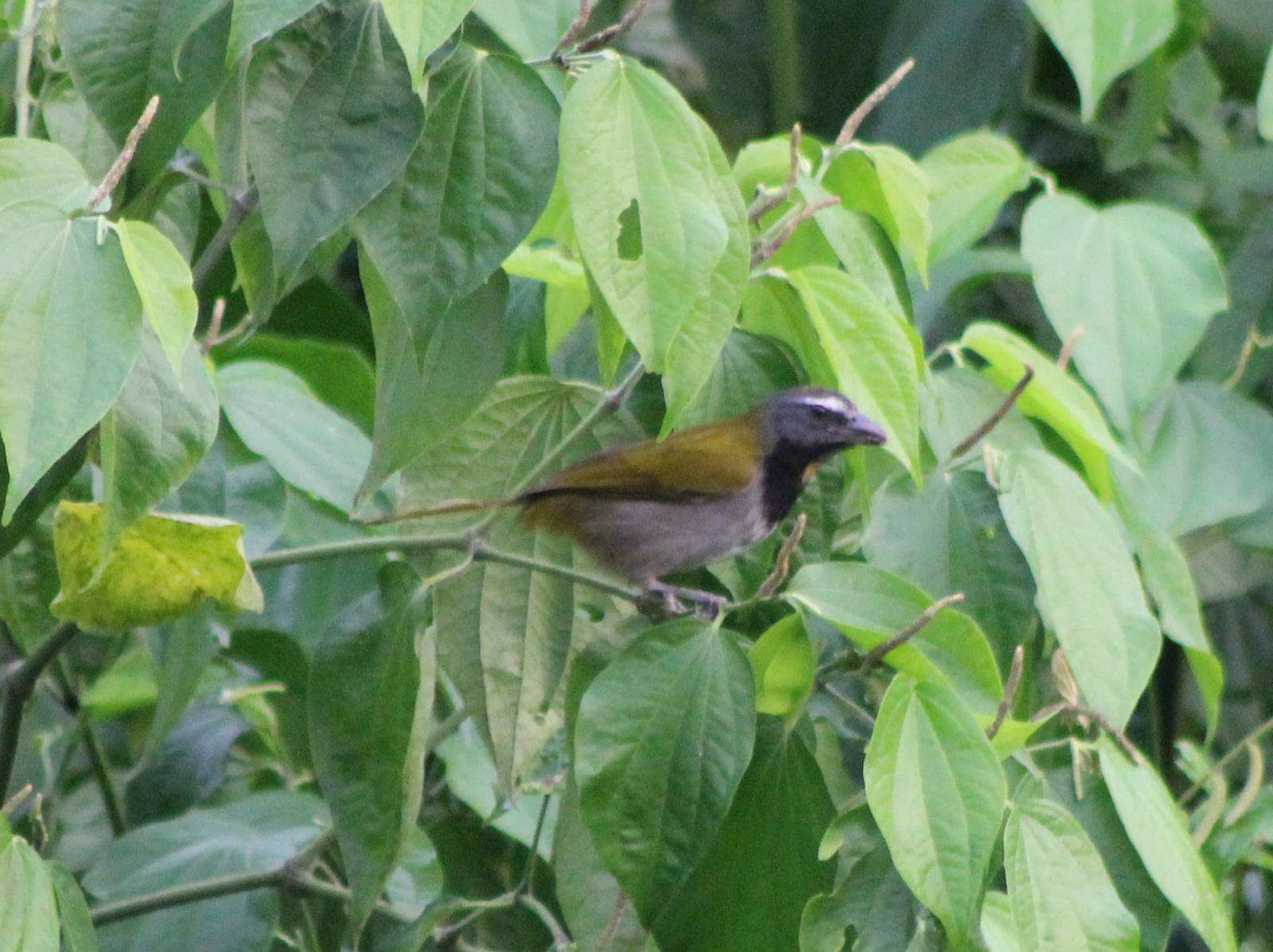 Saltator species ID