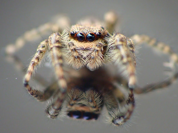 Salticidae 8.09.2013 Nidderau