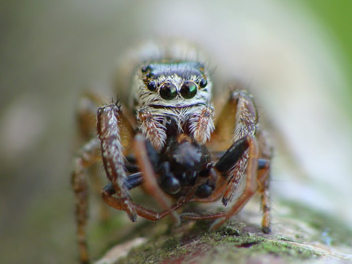 Salticidae - cannibal