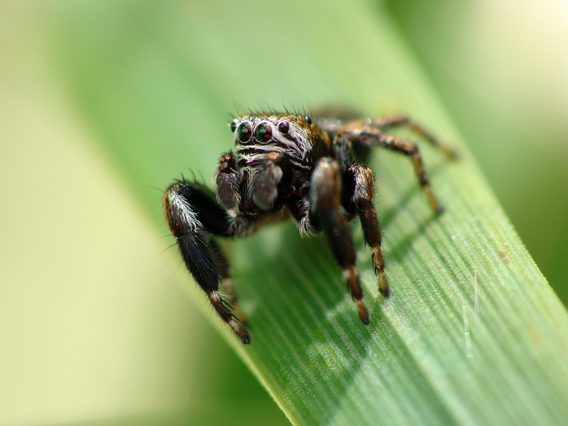 Salticidae sp. ???