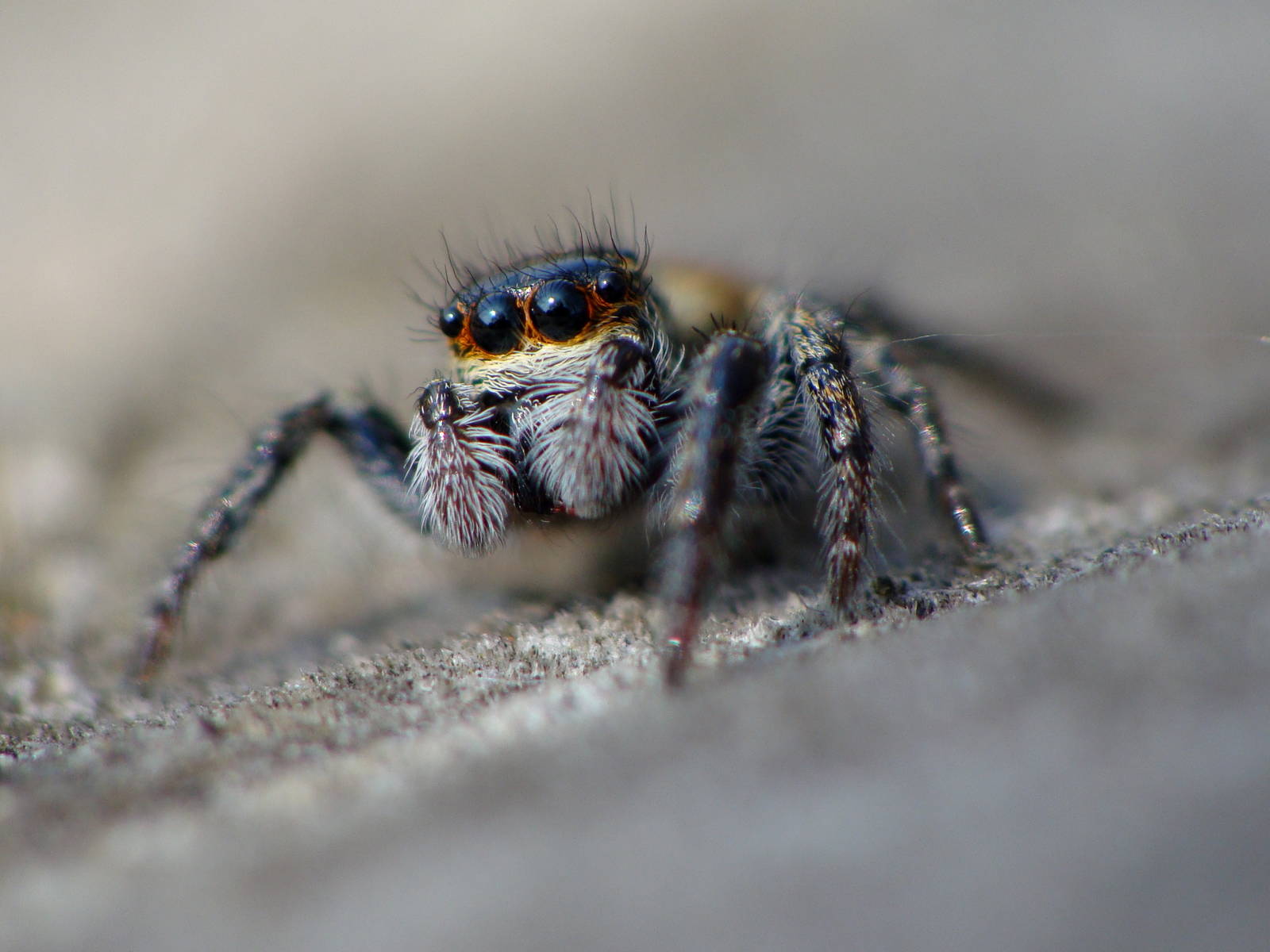 Salticidae sp.