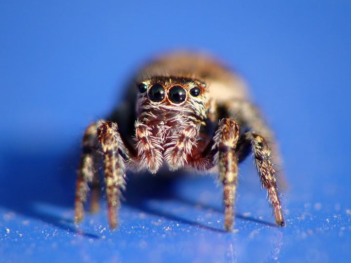 Salticidae