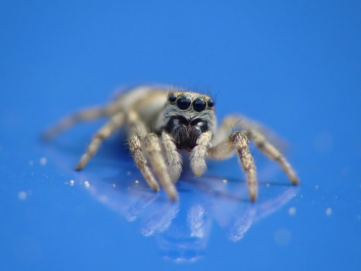 Salticus scenicus