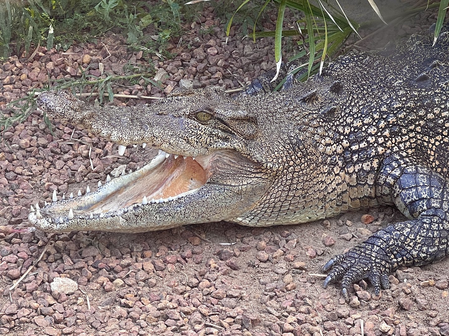 Saltie (Crocodylus porosus), "Crystal"