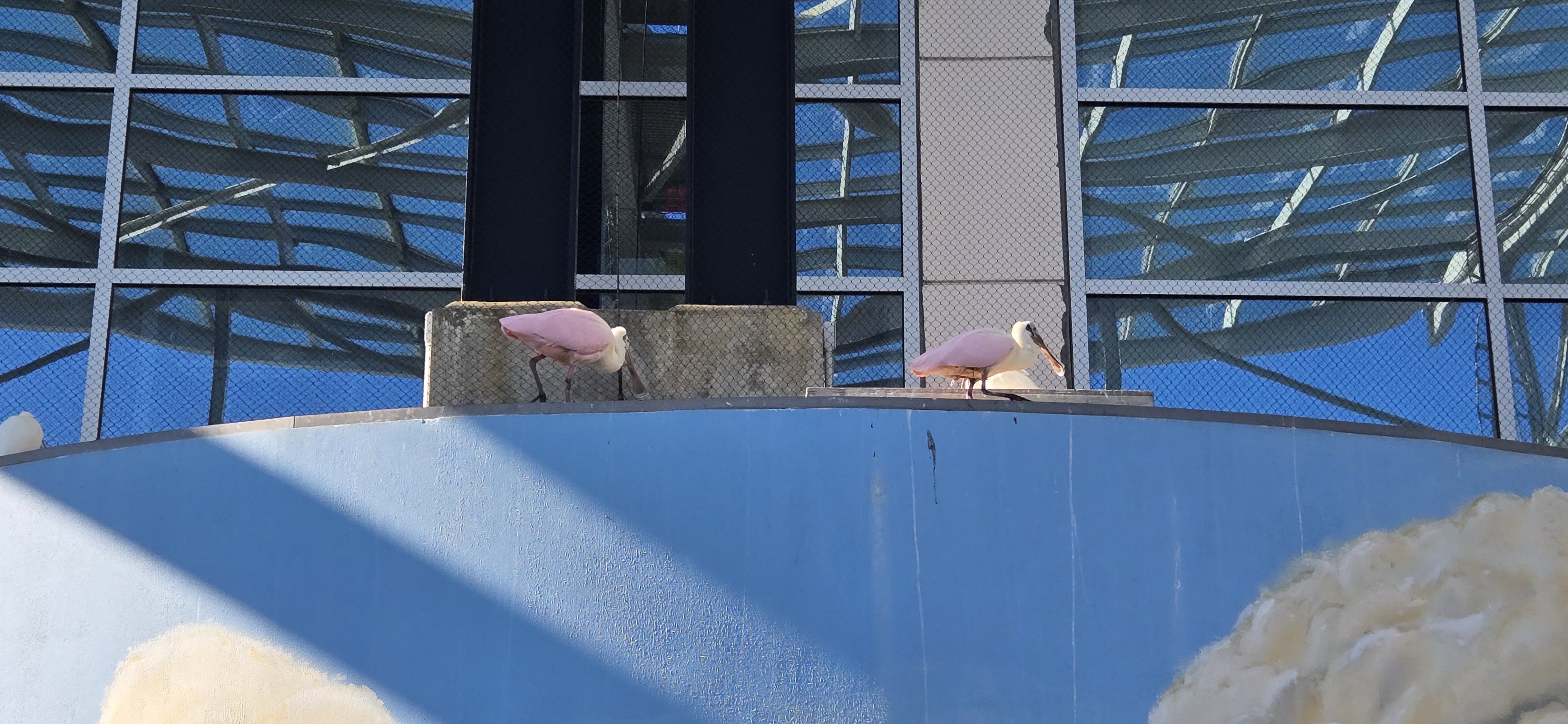 Saltmarsh - Roseate spoonbills