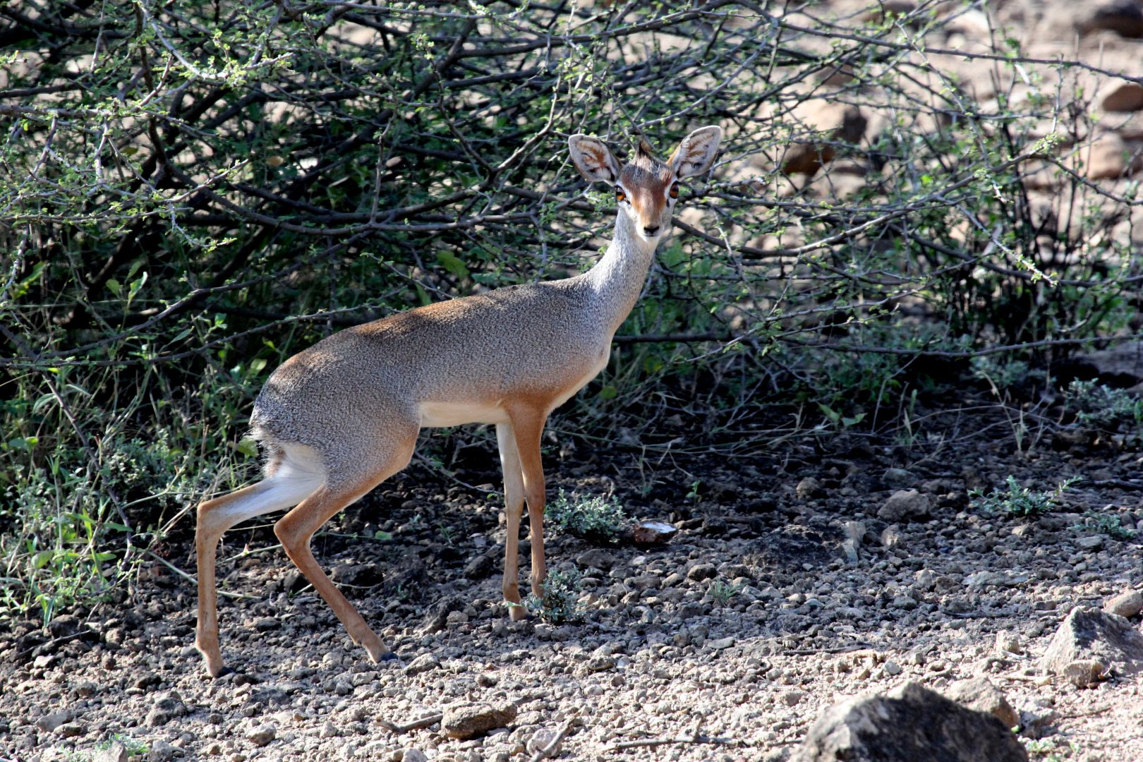 Salt's dik-dik (Madoqua saltiana saltiana)