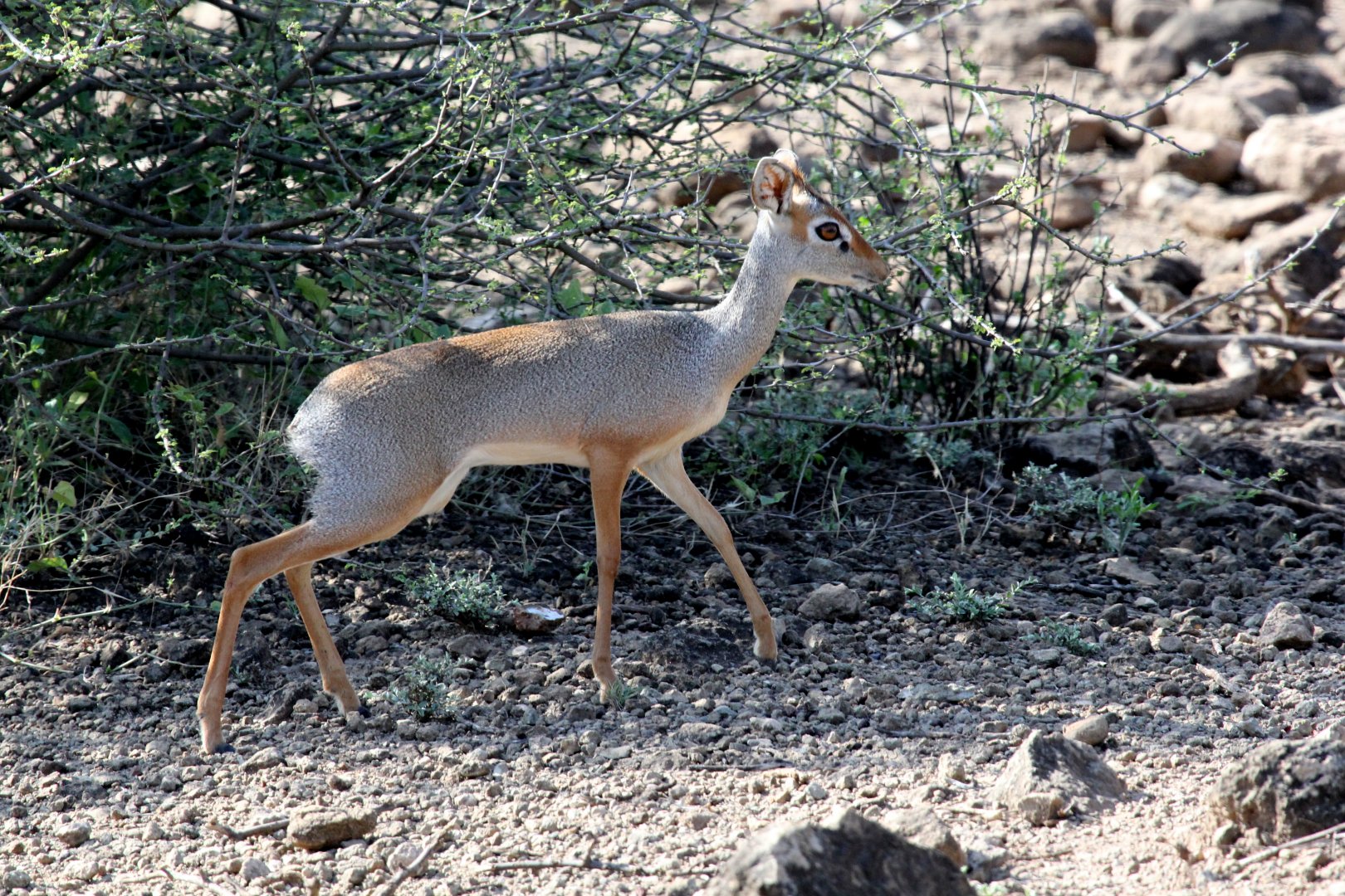 Salt's dik-dik (Madoqua saltiana saltiana)