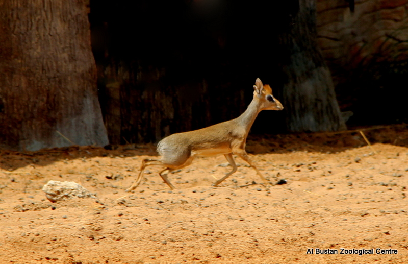 Salt's dik-dik (Madoqua saltiana)