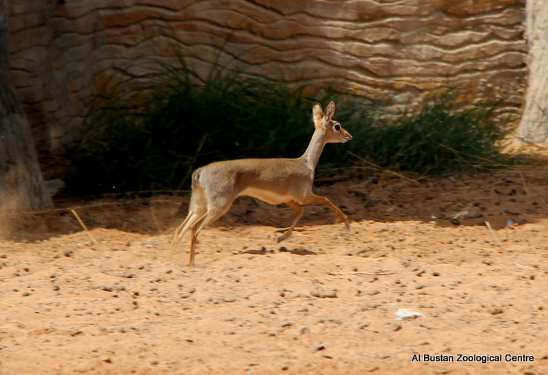 Salt's dik-dik (Madoqua saltiana)
