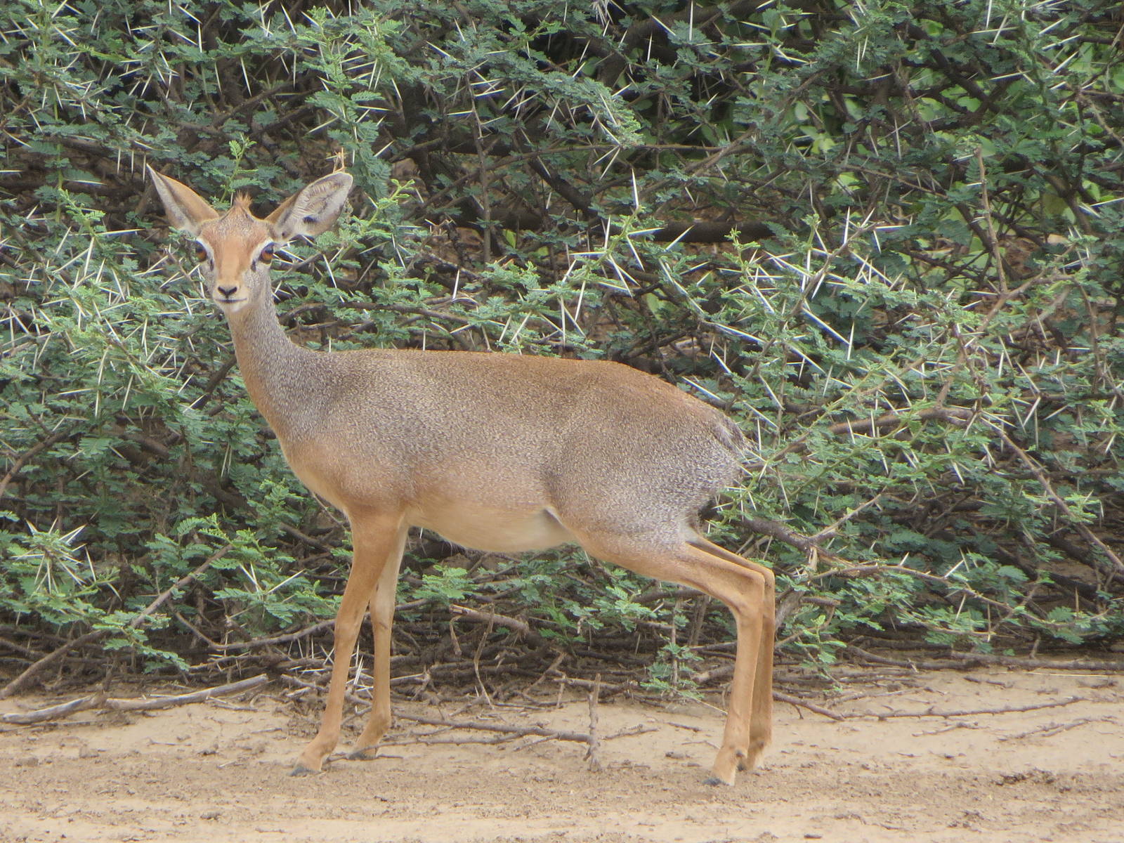 Salts dikdik