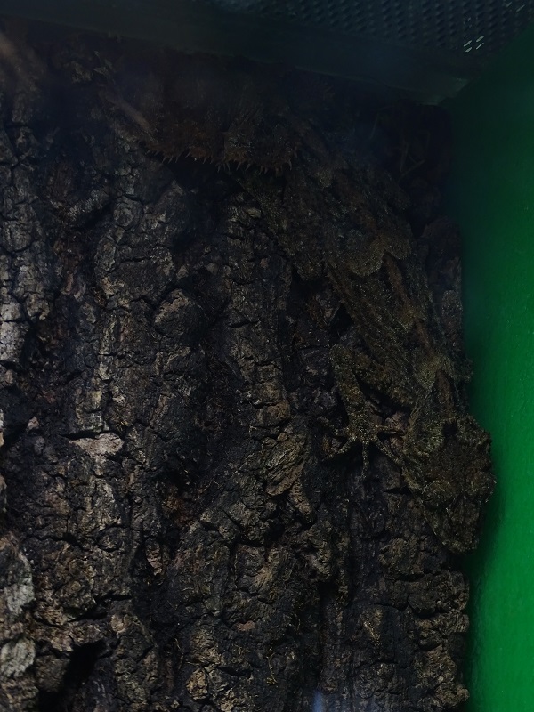 Saltuarius kateae or Saltuarius wyberba